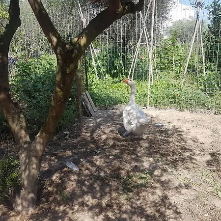 Апартаменты Eleonas Farm House