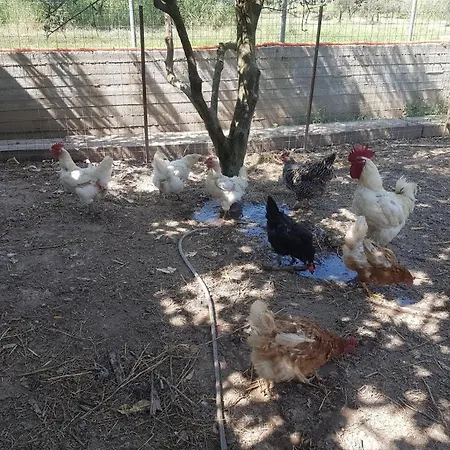 Appartement Eleonas Farm House Eleonas (Achaia)