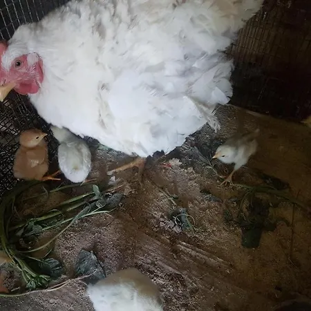 Eleonas Farm House アパート *