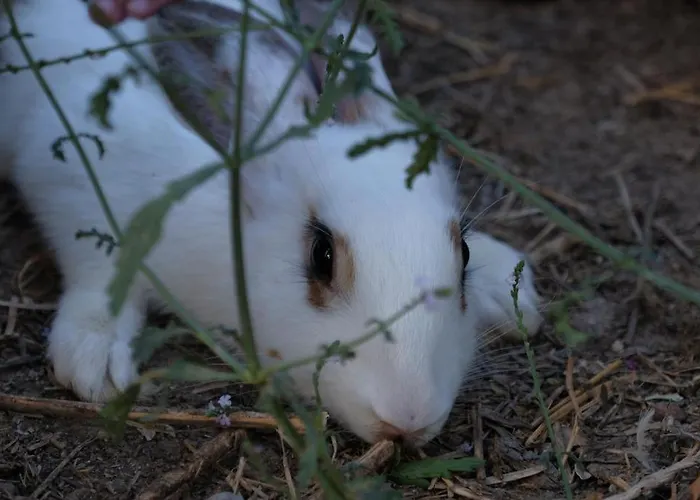 Апартаменты Eleonas Farm House Элеонас