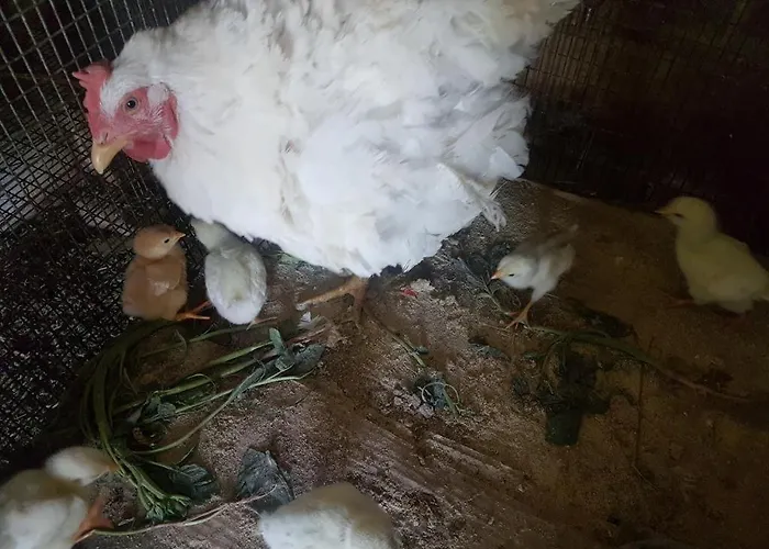 Eleonas Farm House Appartement *